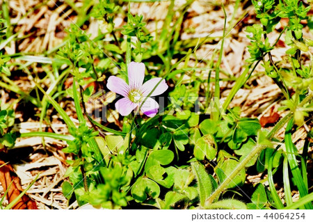 Murasaki Kabaki盛開在三鷹中原 44064254