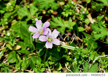 Murasaki Kabaki blooming in Mitaka Nakahara 44064255