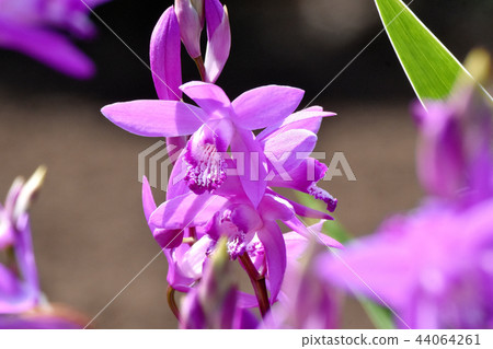 Silane blooming in Mitaka Nakahara (purple orchid) Silane blooming in Mitaka Nakahara (purple orchid) 44064261