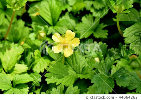 Yellow snake strawberry flower blooming in Mikasa Nakahara 44064262