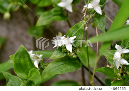 Tokiwa Tsukusa在三鷹中原開花 44064263