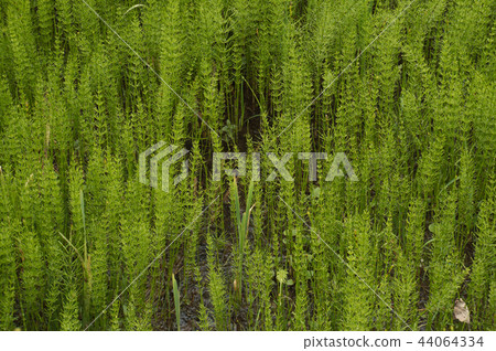 Wild herb Horsetail Equisetum growing in abundance 44064334