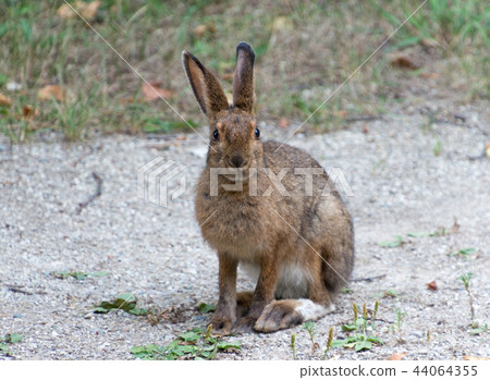 Snowshoe hare in summer with brown coat sitting Snowshoe hare in summer with brown coat sitting 44064355
