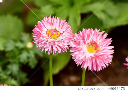 Daisy blooming in Mitaka Nakahara (daisy) Daisy blooming in Mitaka Nakahara (daisy) 44064473