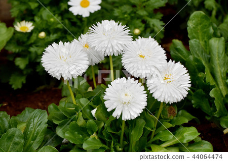White daisy blooming in Mitaka Nakahara (daisy) 44064474