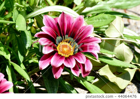 Red Gazania blooming in Mitaka Nakahara Red Gazania blooming in Mitaka Nakahara 44064476