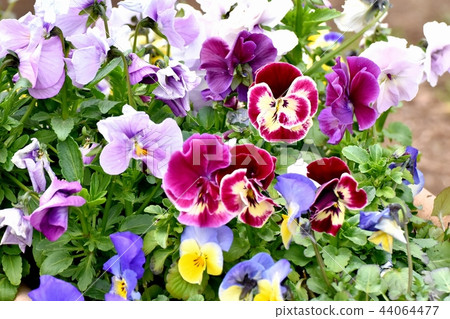 Pansy that blooms in the pot or field I saw Pansy that blooms in the pot or field I saw 44064477