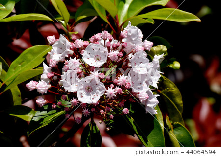 Karmia blooming in Mitaka Nakahara (American rhododendron) 44064594