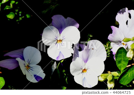 Light purple viola blooming in Mitaka Nakahara 44064725