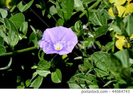 開花在三鷹中原的紫色杜娟花旋花植物 44064743