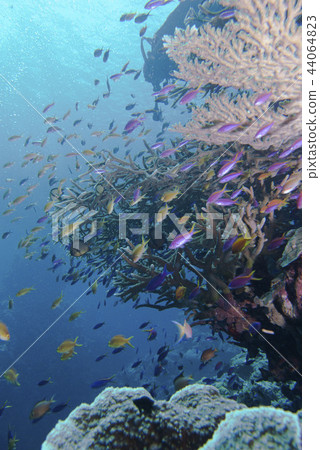 Sea of the tropics 44064823