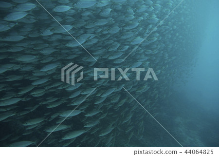 Horde of horse mackerel 44064825
