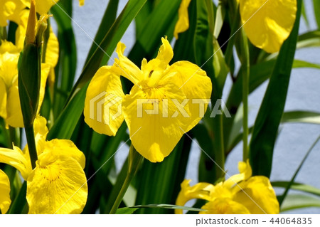 Yellow iris which blooms in Mitaka Nakahara Yellow iris which blooms in Mitaka Nakahara 44064835