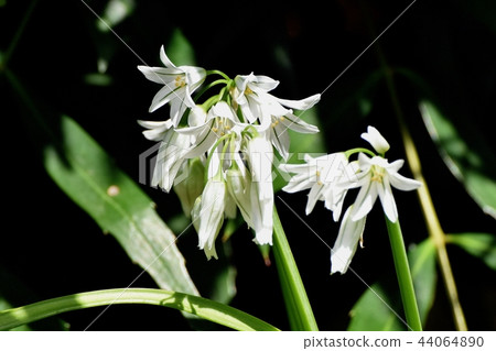Flowering in Mitaka Nakahara 44064890