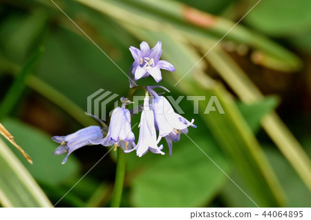 開花在三鷹中原的Hyacinthoides 44064895