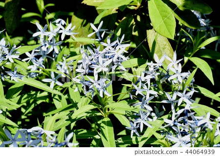 Isotma blooming in Mitaka Nakahara Isotma blooming in Mitaka Nakahara 44064939