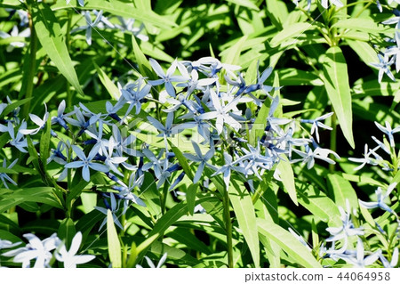 Isotma在三鷹中原開花 44064958