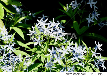 Isotma blooming in Mitaka Nakahara Isotma blooming in Mitaka Nakahara 44064959