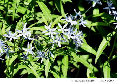 Isotma在三鷹中原開花 Isotma在三鷹中原開花 44064962
