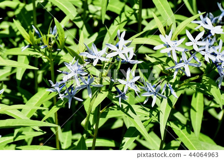 Isotma blooming in Mitaka Nakahara 44064963