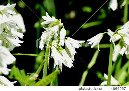 在三鷹中原開花 44064967