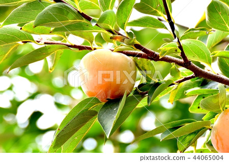 An oyster that will be Mitaka Nakahara 44065004