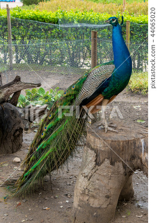 Photography of the multiple eyes of the feathers of an indian peafowl peacock in full display Photography of the multiple eyes of the feathers of an indian peafowl peacock in full display 44065020