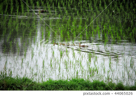 A row of child ducks 44065026