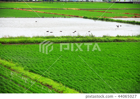 Rural landscape 44065027