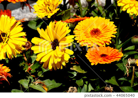 Orange and yellow calendula blooming in Mitaka Sengawa Park Orange and yellow calendula blooming in Mitaka Sengawa Park 44065040