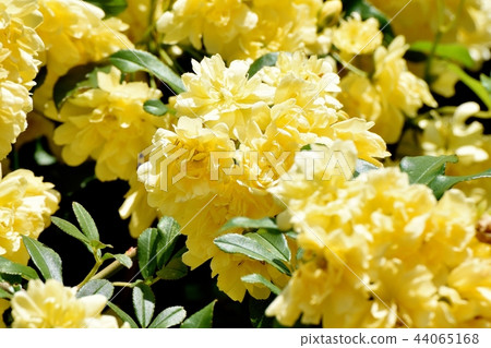 黃色嘲笑開花在三鷹中原 44065168