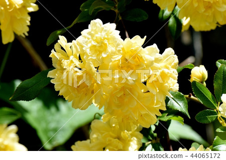 黃色嘲笑開花在三鷹中原 黃色嘲笑開花在三鷹中原 44065172