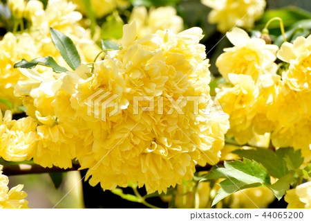 Yellow mockborne blooming in Mitaka Nakahara 44065200