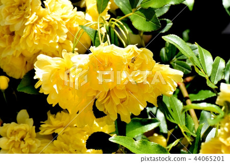Yellow mockborne blooming in Mitaka Nakahara 44065201