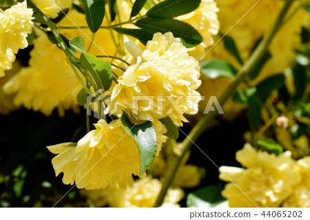 Yellow mockborne blooming in Mitaka Nakahara 44065202