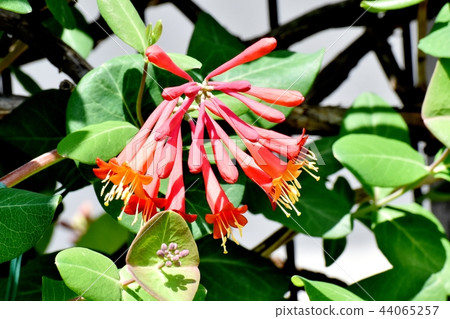 The blooming blooming in Mitaka Nakahara 44065257