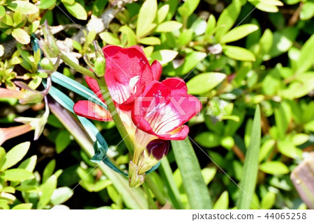 Red freesia blooming in Mitaka Nakahara 44065258