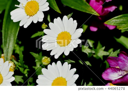 White Margaret Blooming in Mitaka Nakahara 44065278