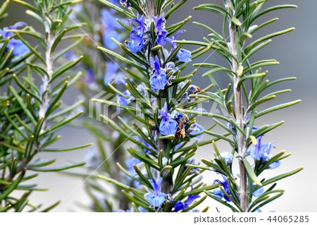 Rosemary blooming in Mitaka Nakahara 44065285