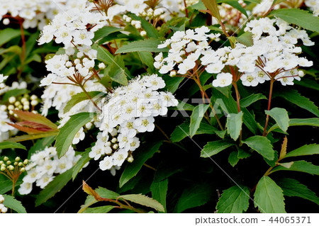 Kodemari blooming in Mitaka Nakahara 44065371