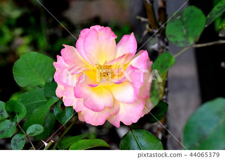 安妮弗蘭克的玫瑰開花在三鷹Senkawa公園 44065379