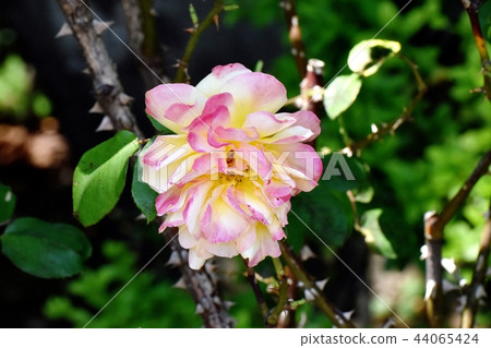 安妮弗蘭克的玫瑰開花在三鷹Senkawa公園 44065424