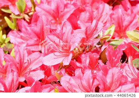 Azalea blooming in Mitaka Nakahara 44065426