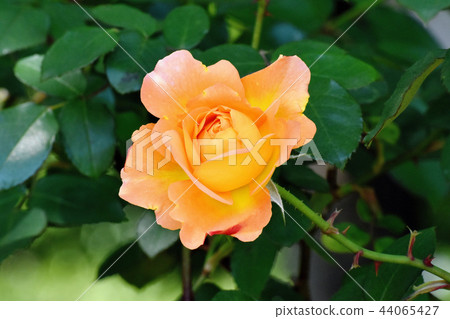 安妮弗蘭克的玫瑰開花在三鷹Senkawa公園 44065427