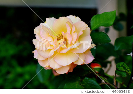 Rose of Anne Frank blooming in Mitaka Senkawa Park 44065428