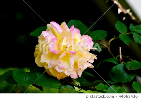 Rose of Anne Frank blooming in Mitaka Senkawa Park 44065430