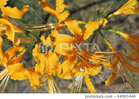 Manju Shana 11 Manju Shana 11 44065446