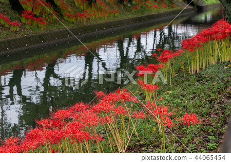 Cluster amaryllis Cluster amaryllis 44065454