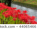 Cluster amaryllis 44065466