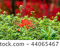 Cluster amaryllis 44065467